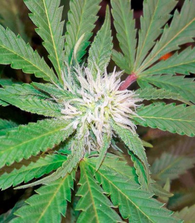 Семена сорта Chocolate Kush fem (00 Seeds) — изображение 2