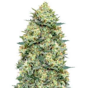 Семена сорта Auto White Widow fem (00 Seeds)