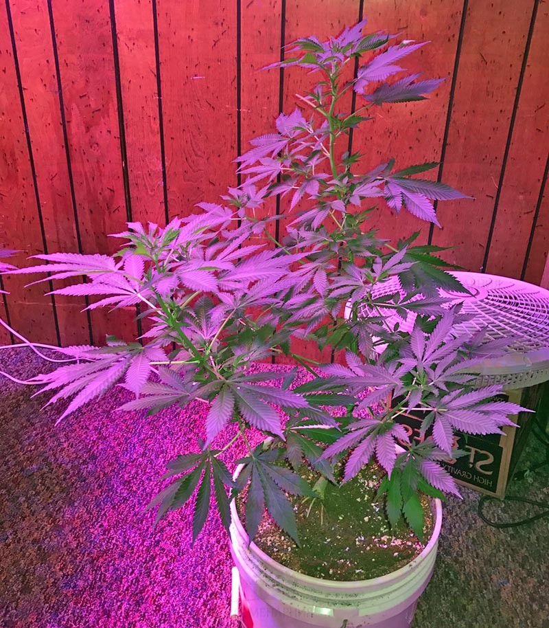 Семена сорта Ketama fem (World of Seeds) — изображение 4