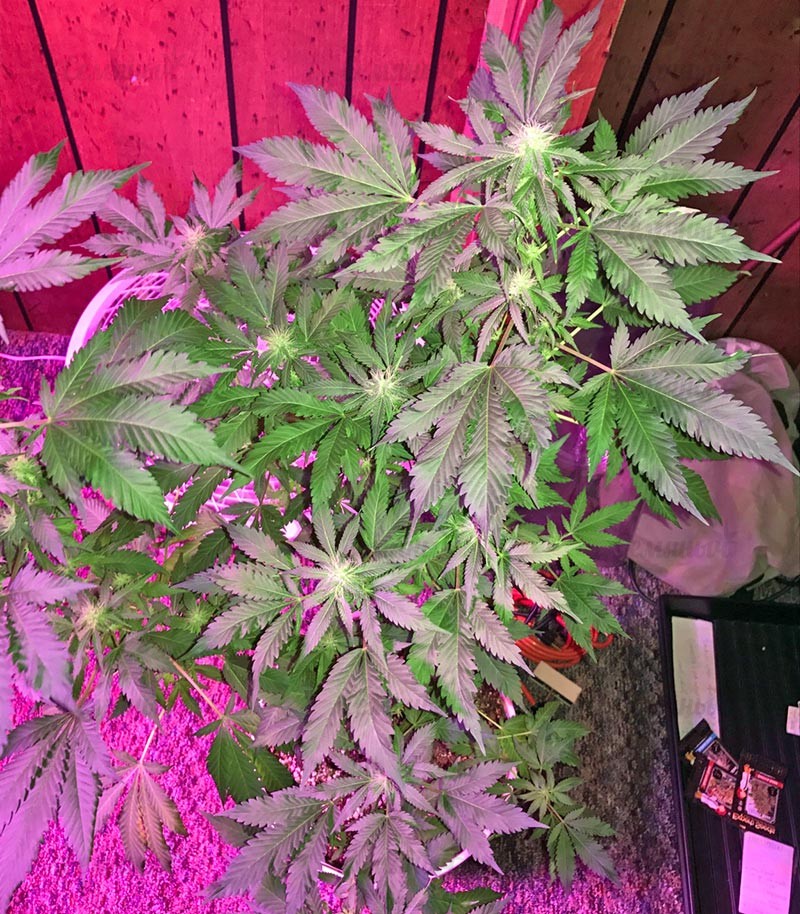 Семена сорта Ketama fem (World of Seeds) — изображение 2