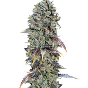 Семена сорта Chocolate Cream fem (00 Seeds)