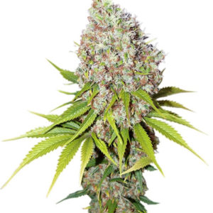 Семена сорта Ice fem (Nirvana Seeds)