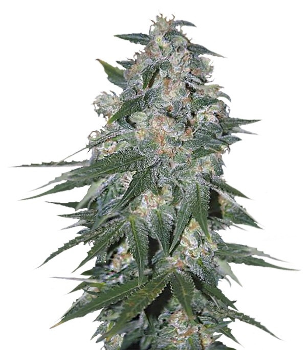 Семена сорта Ketama fem (World of Seeds)