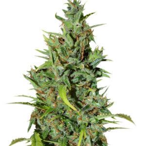 Семена сорта Neville Haze Ryder auto fem (World of Seeds)