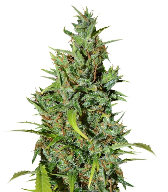 Семена сорта Neville Haze Ryder auto fem (World of Seeds)