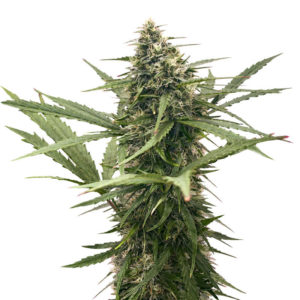 Семена сорта Original Glue Auto fem (Nirvana Seeds)