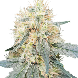 Семена сорта Stromboli Auto fem (Paradise Seeds)