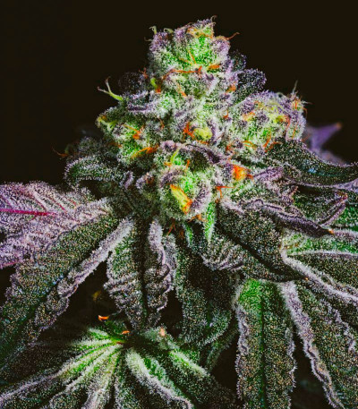 Wrank R2 fem (Ethos Genetics) семена конопли — изображение 2