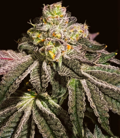 Wrank R2 fem (Ethos Genetics) семена конопли — изображение 3