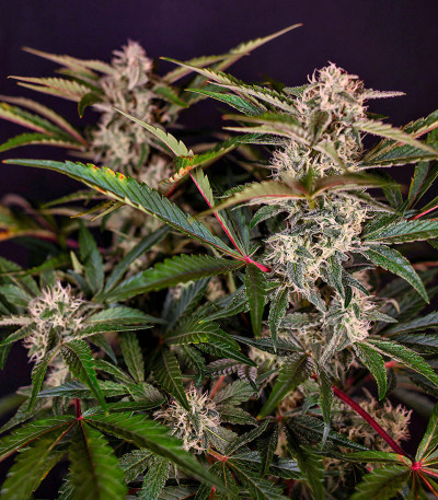HighCloudZ Auto fem (GHS) семена конопли — изображение 5