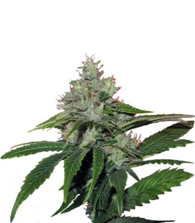 Train Wreck fem (GHS) семена конопли