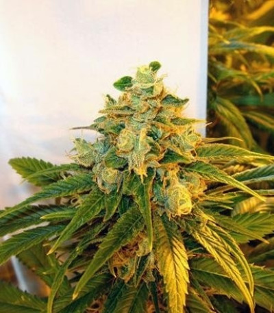 Train Wreck fem (GHS) семена конопли — изображение 3