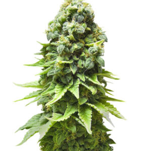 White Widow fem (GHS) семена конопли