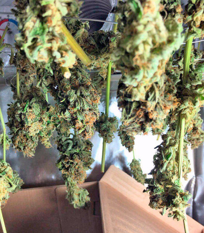 Lemon Skunk fem (GHS) семена конопли — изображение 5