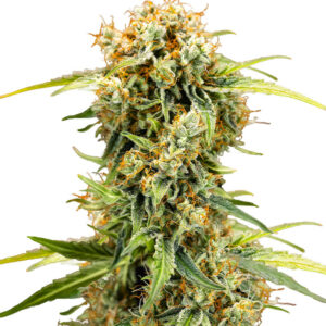 Medusa F1 Auto fem (RQS) семена конопли