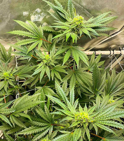 Runtz Fast Flowering fem (Humboldt Seed Organization) семена конопли — изображение 4