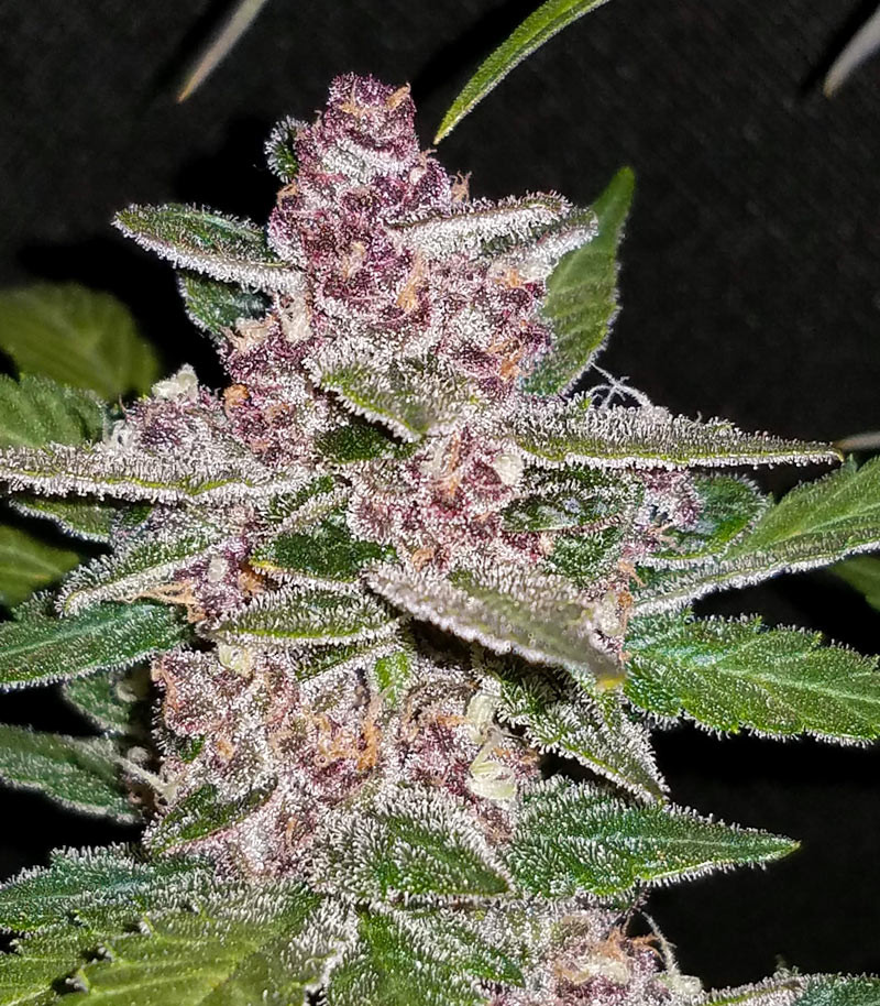 Blackberry auto fem (FastBuds) семена конопли — изображение 4