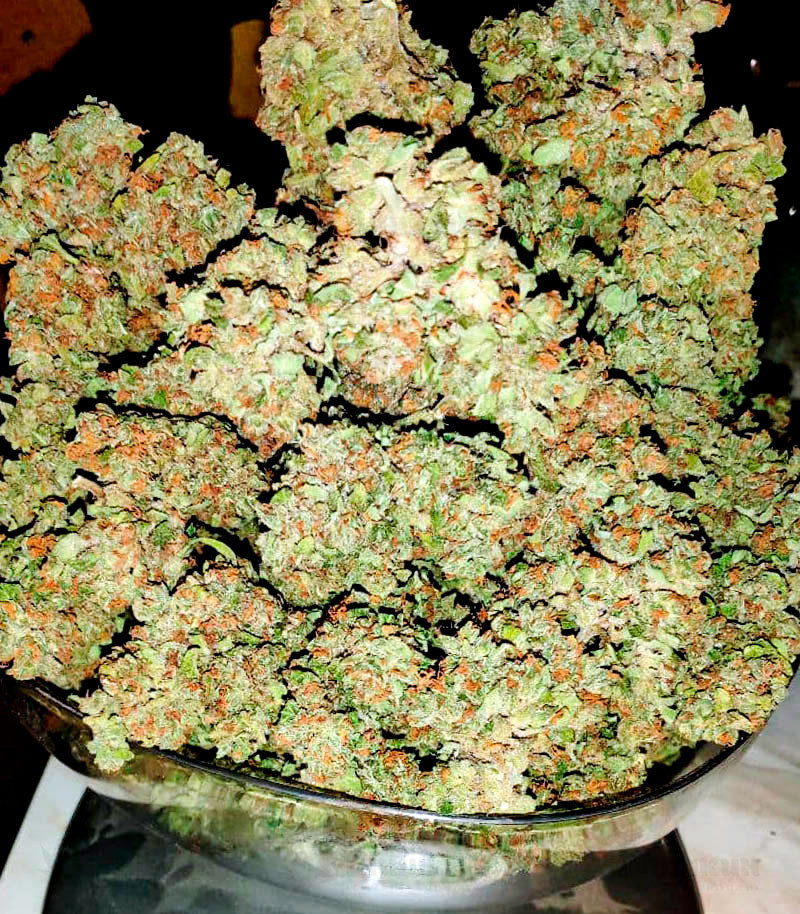 Bruce Banner Auto (Cali Buds Seeds) семена конопли — изображение 2