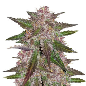 Cream Cookies Auto fem (FastBuds)