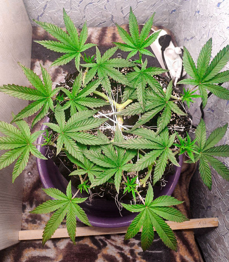 Семена сорта DO-SI-DOS fem (Cali Buds Seeds) — изображение 3