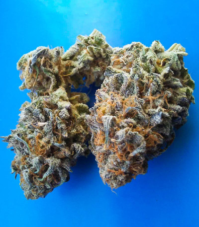 Glue Cookies fem (AlphaFem Seeds) семена конопли — изображение 4