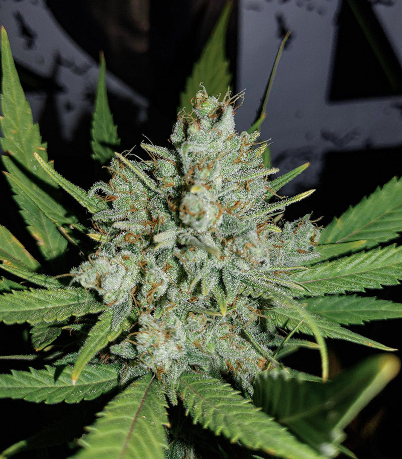 Gorilla Cookies Auto fem (FastBuds) семена конопли — изображение 3