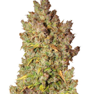 Grapefruit auto fem (FastBuds) семена конопли