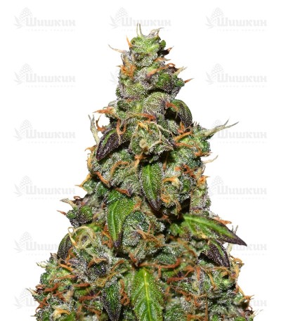 Six Shooter auto (FastBuds) семена конопли