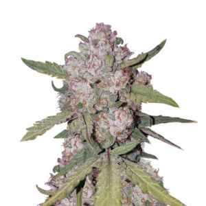Stardawg Auto fem (FastBuds) семена конопли