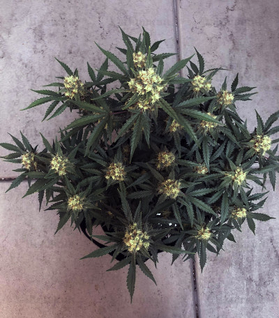 West Coast O.G. auto fem (FastBuds) семена конопли — изображение 5