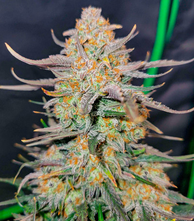 Apple Strudel Auto fem (FastBuds) семена конопли — изображение 3