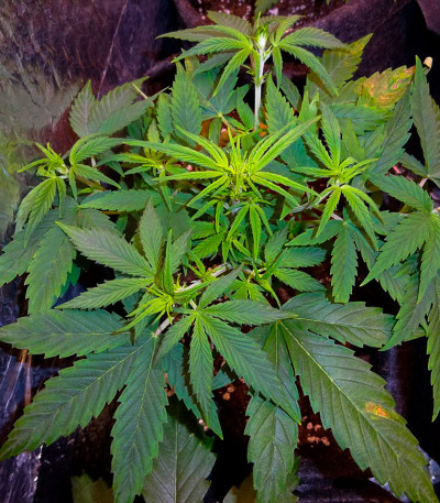 Apple Strudel Auto fem (FastBuds) семена конопли — изображение 4