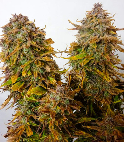 Apple Strudel Auto fem (FastBuds) семена конопли — изображение 5