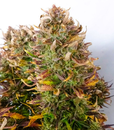 Apple Strudel Auto fem (FastBuds) семена конопли — изображение 6