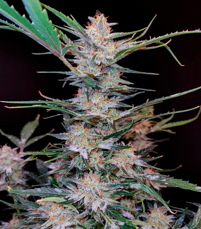 Apple Strudel Auto fem (FastBuds) семена конопли — изображение 7