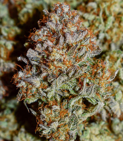 Apple Strudel Auto fem (FastBuds) семена конопли — изображение 9