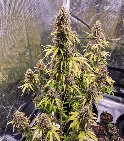Cherry Cola Auto fem (FastBuds) семена конопли — изображение 6
