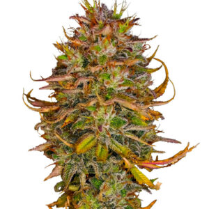 Семена сорта Blueberry OG fem (AlphaFem Seeds)