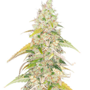 Original Jack Herer Auto fem (FastBuds)