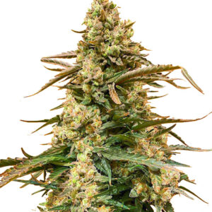 Семена сорта Sith OG fem (AlphaFem Seeds)