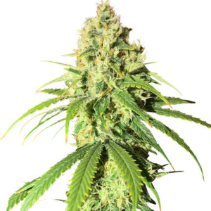 Семена сорта Vitality fem (AlphaFem Seeds)