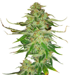 Семена сорта WiFi Kush fem (AlphaFem Seeds)