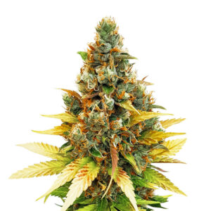 Семена сорта Gelato fem (Cali Buds Seeds)