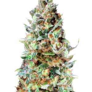 Семена сорта Delhi Friend fem (Dr. Krippling Seeds)