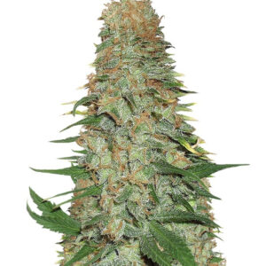 Семена сорта Mango Chutney fem (Dr. Krippling Seeds)