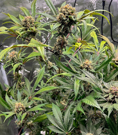 Black Muffin F1 Fast Version fem (Sweet Seeds) семена конопли — изображение 3