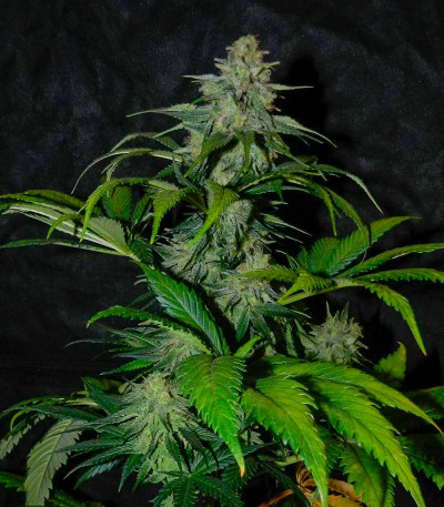 Black Muffin F1 Fast Version fem (Sweet Seeds) семена конопли — изображение 7