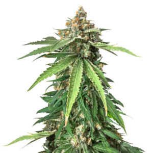Delicious Cookies fem (Delicious Seeds) семена конопли