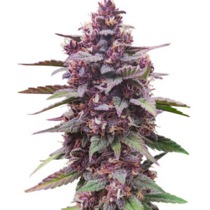 Diablo Rojo XL Auto fem (Sweet Seeds) семена конопли