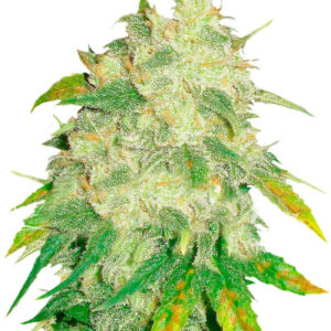 Il Diavolo auto fem (Delicious Seeds) семена конопли
